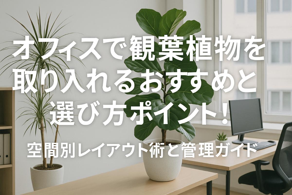 オフィスで観葉植物を取り入れるおすすめと選び方ポイント!空間別レイアウト術と管理ガイド